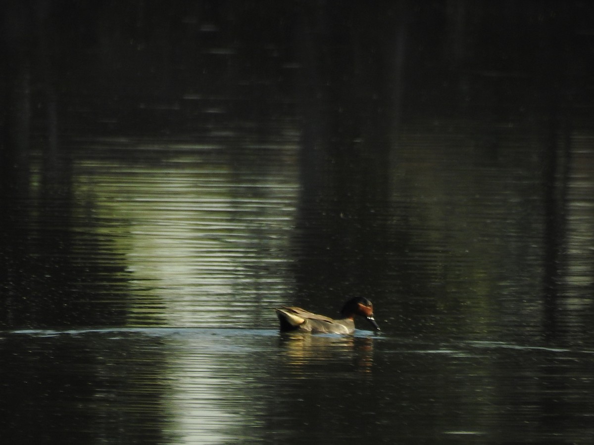 Green-winged Teal - ML620308956