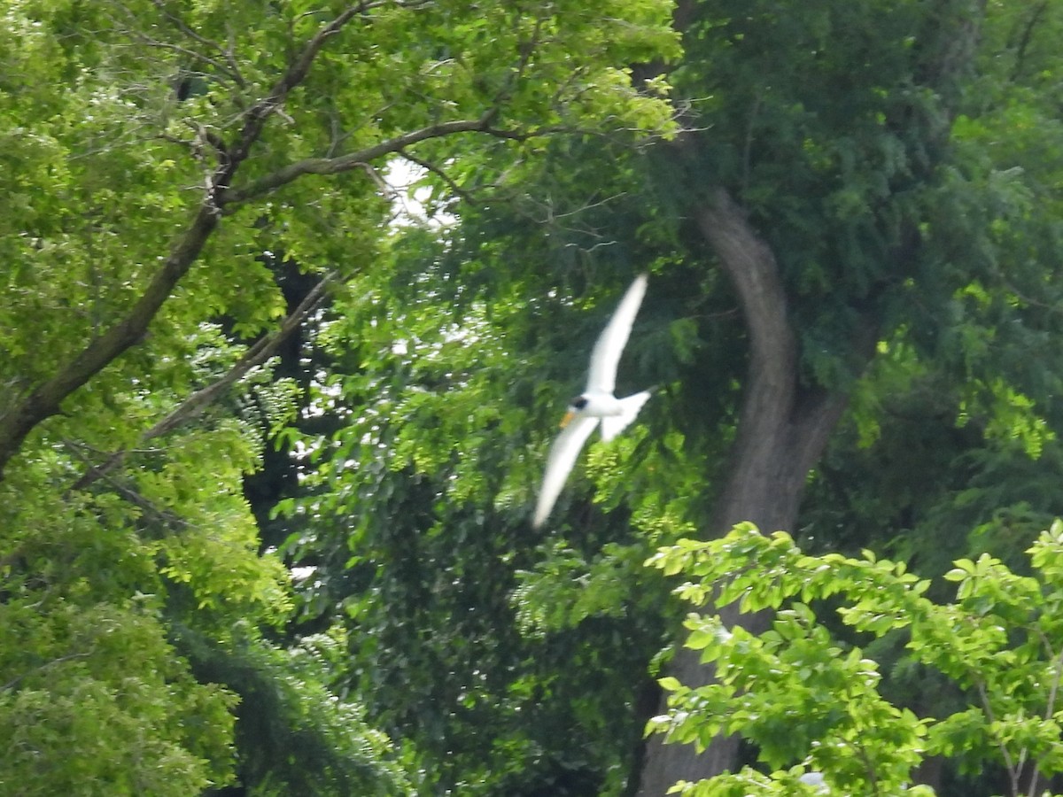 Least Tern - ML620308957