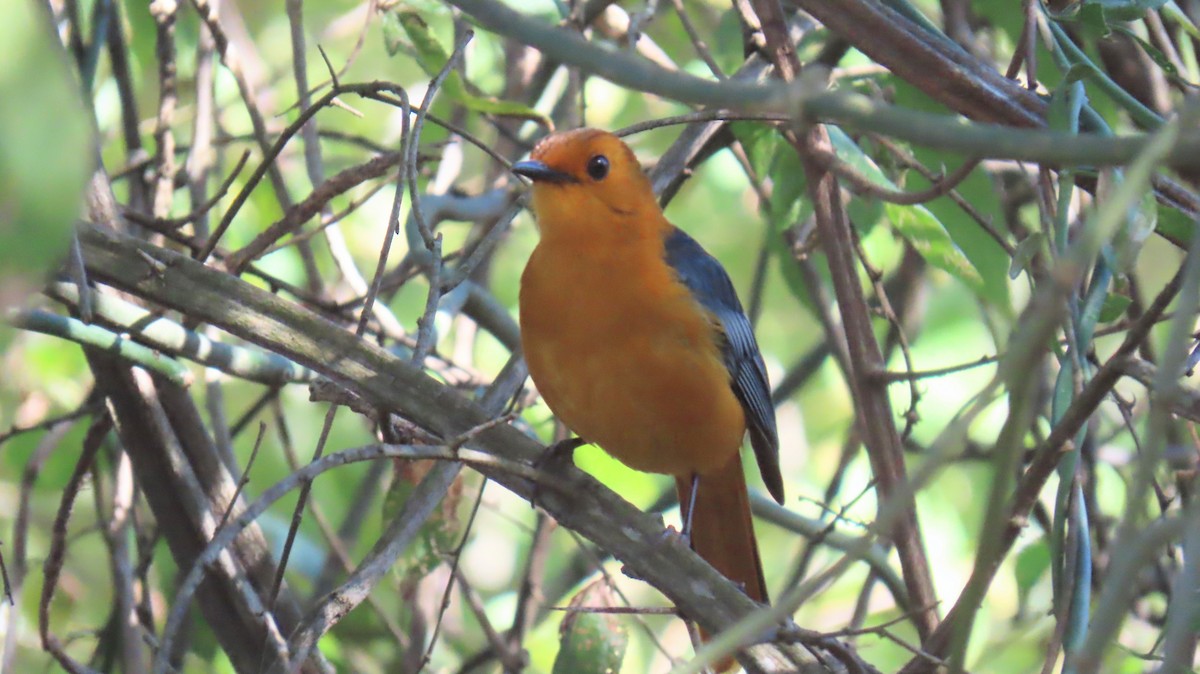 Red-capped Robin-Chat - ML620308960