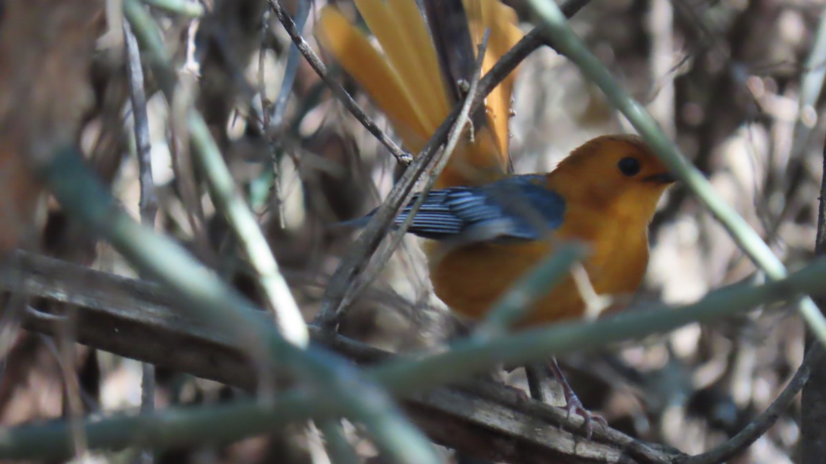 Red-capped Robin-Chat - ML620308961