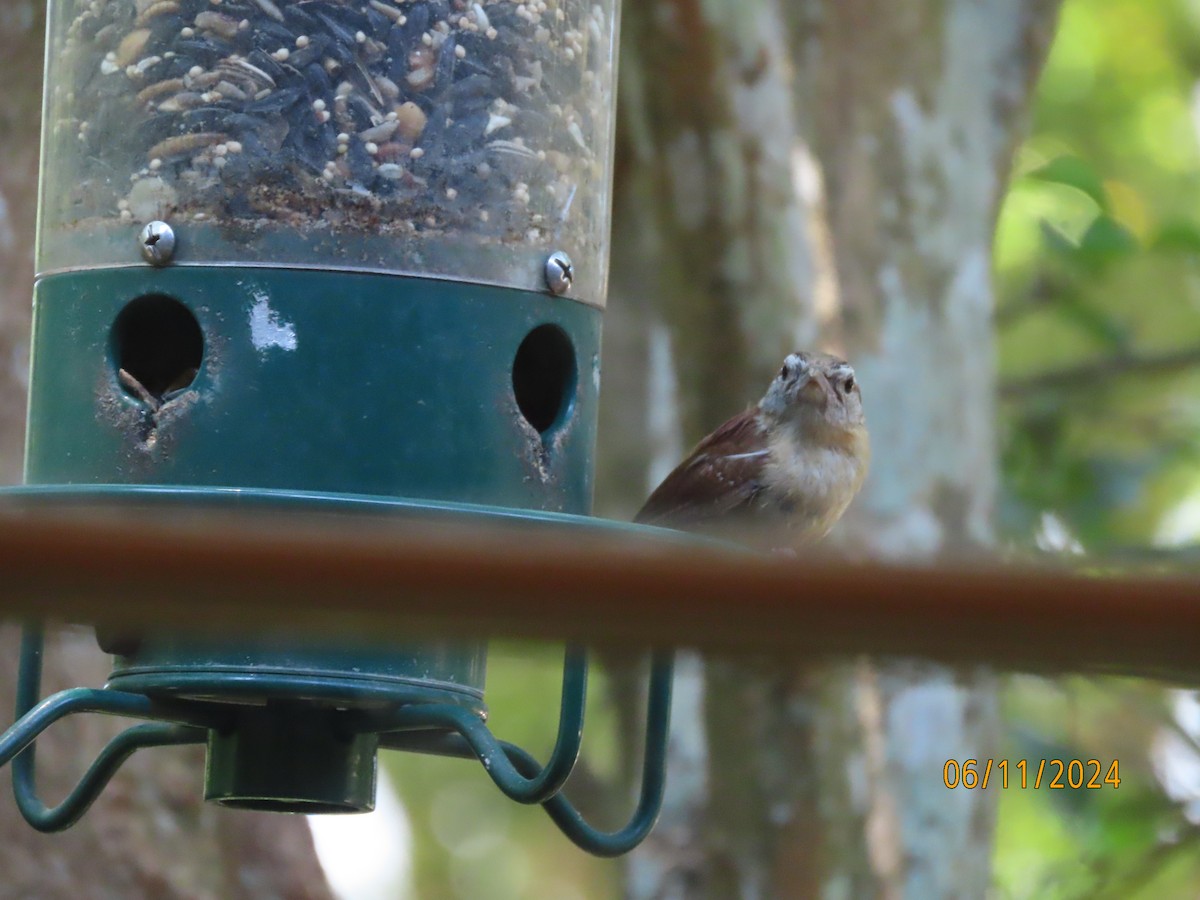 Carolina Wren - ML620308962