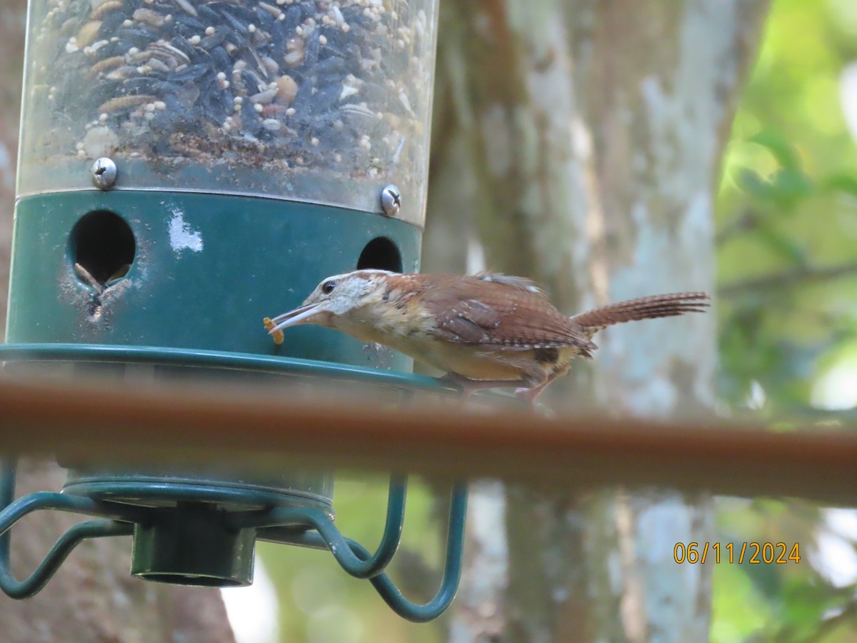 Carolina Wren - ML620308963