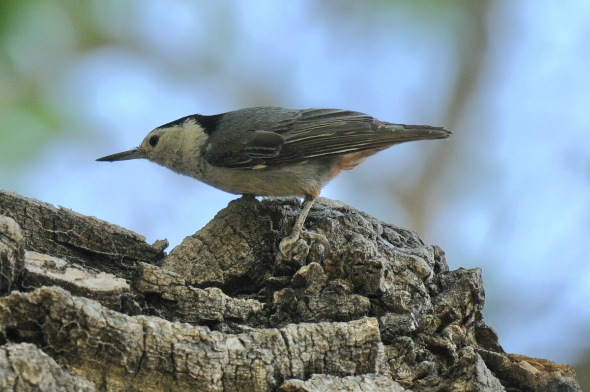 White-breasted Nuthatch - ML620308964