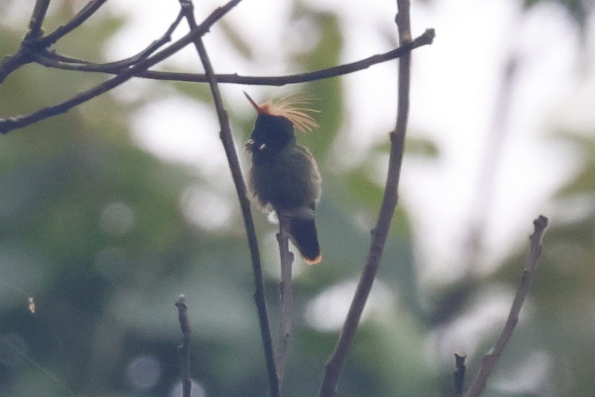 Rufous-crested Coquette - ML620308966