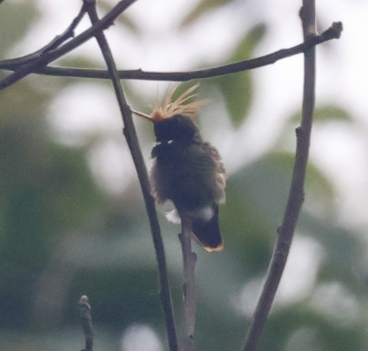 Rufous-crested Coquette - Laura Adams