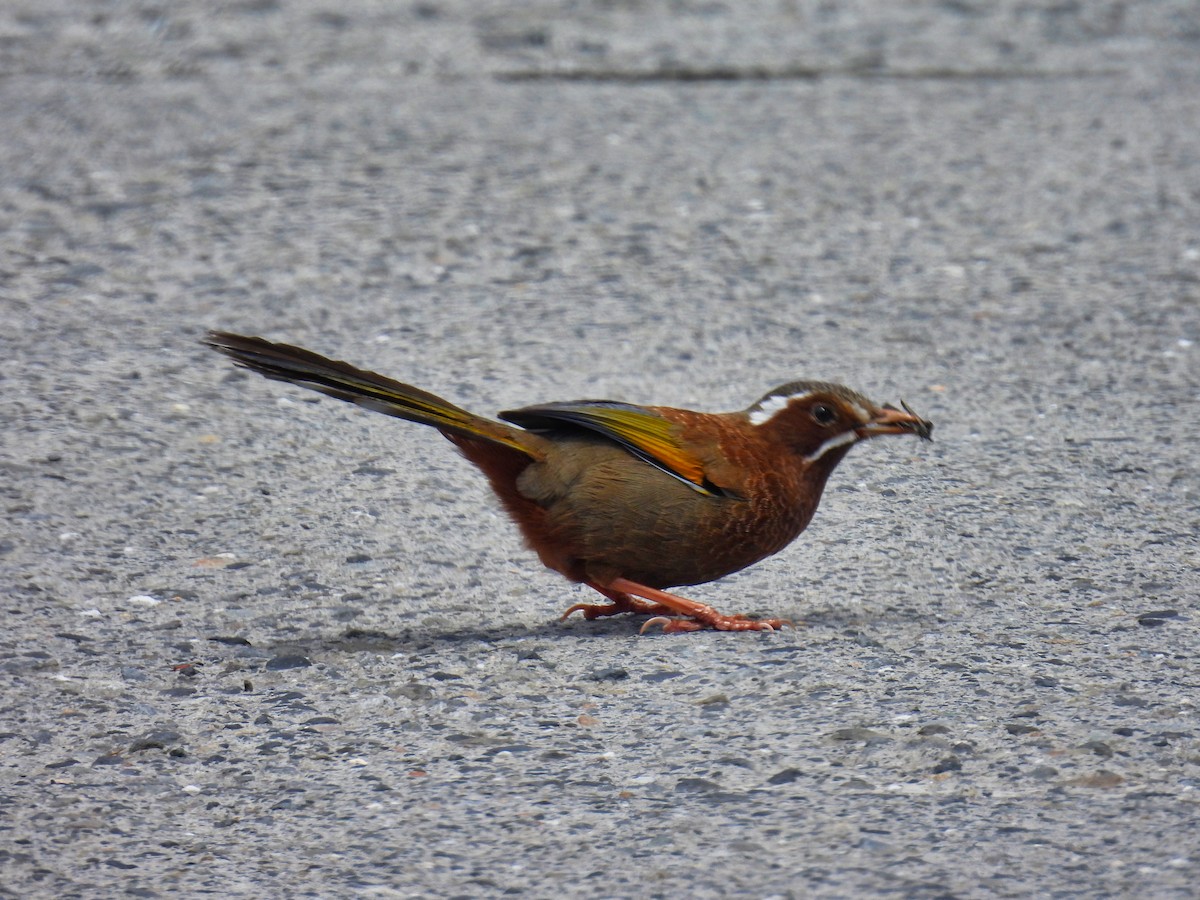 White-whiskered Laughingthrush - ML620308970