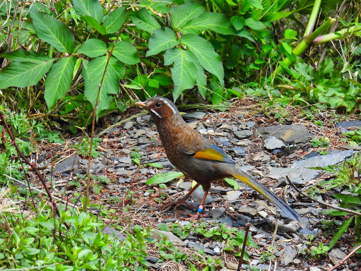 White-whiskered Laughingthrush - ML620308973