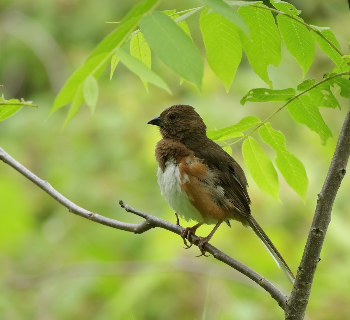 Eastern Towhee - ML620308976