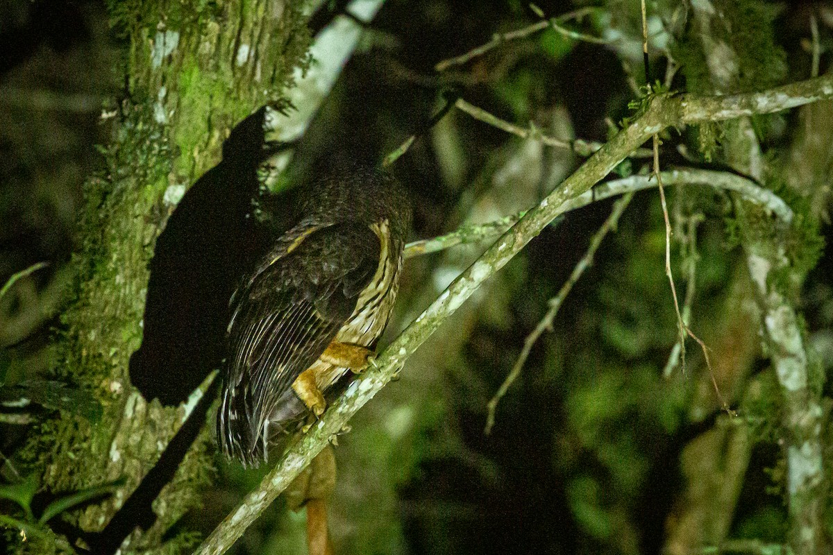 Rufous-banded Owl - ML620308977