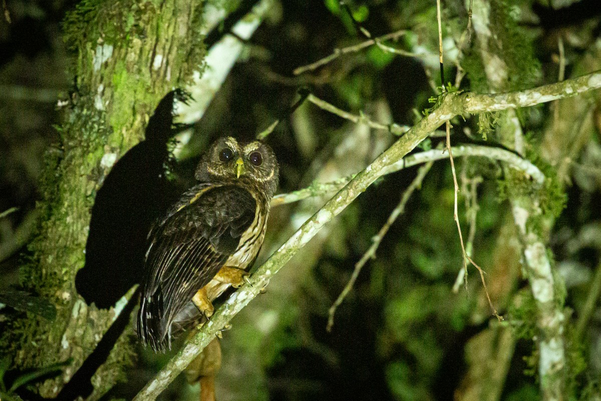 Rufous-banded Owl - ML620308979