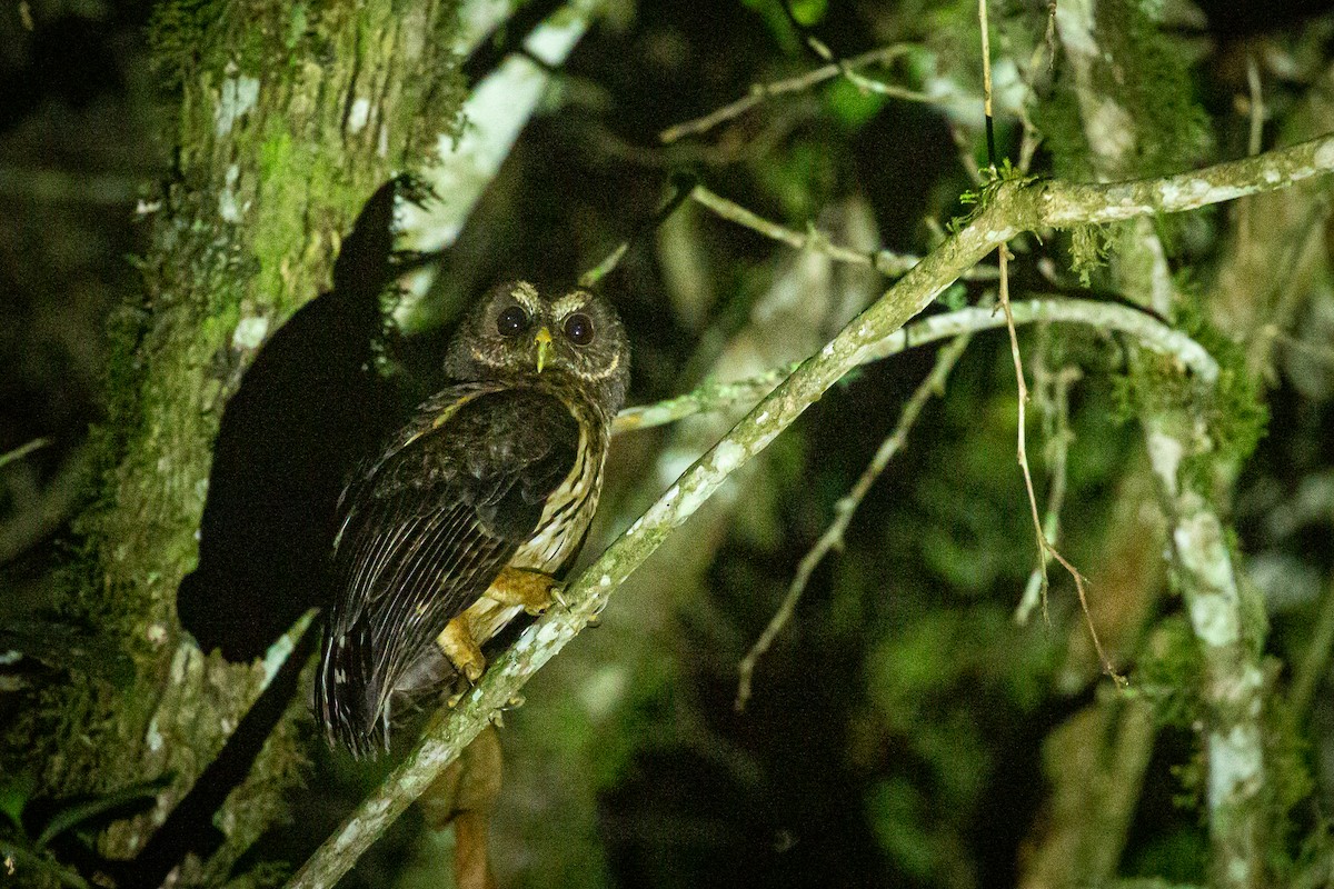 Rufous-banded Owl - ML620308980