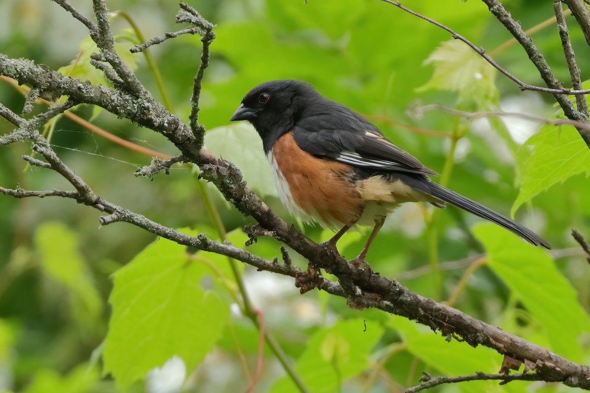 Eastern Towhee - ML620308983