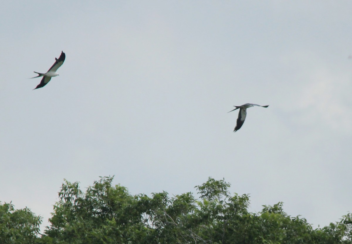 Swallow-tailed Kite - ML620308986