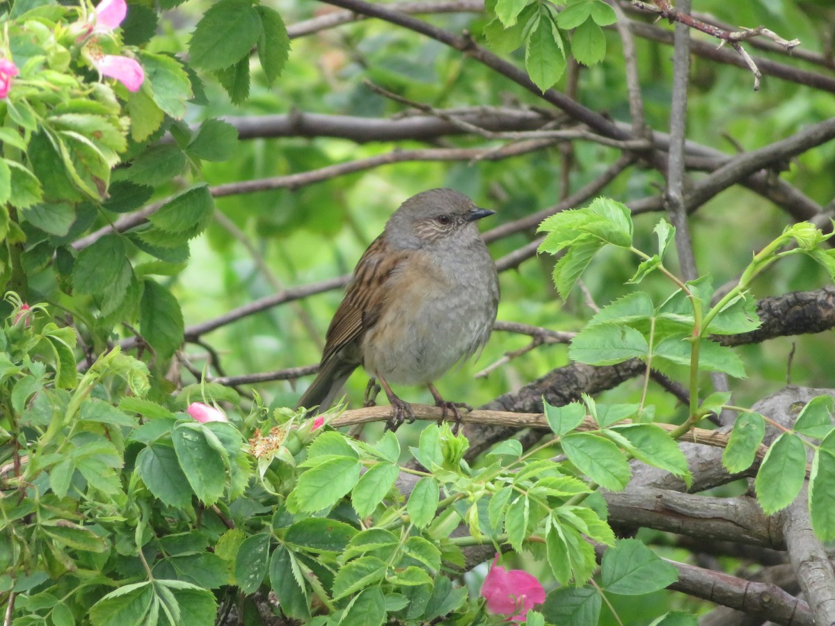 Dunnock - ML620308988