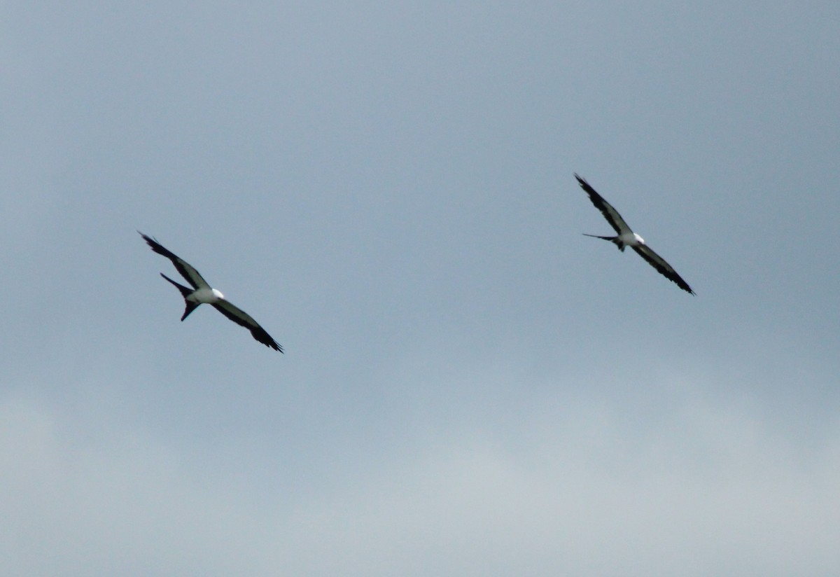 Swallow-tailed Kite - ML620308990