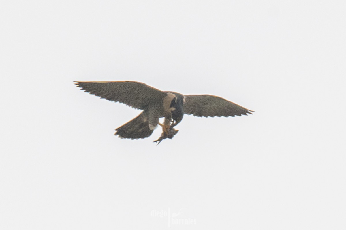 Peregrine Falcon (North American) - ML620308991