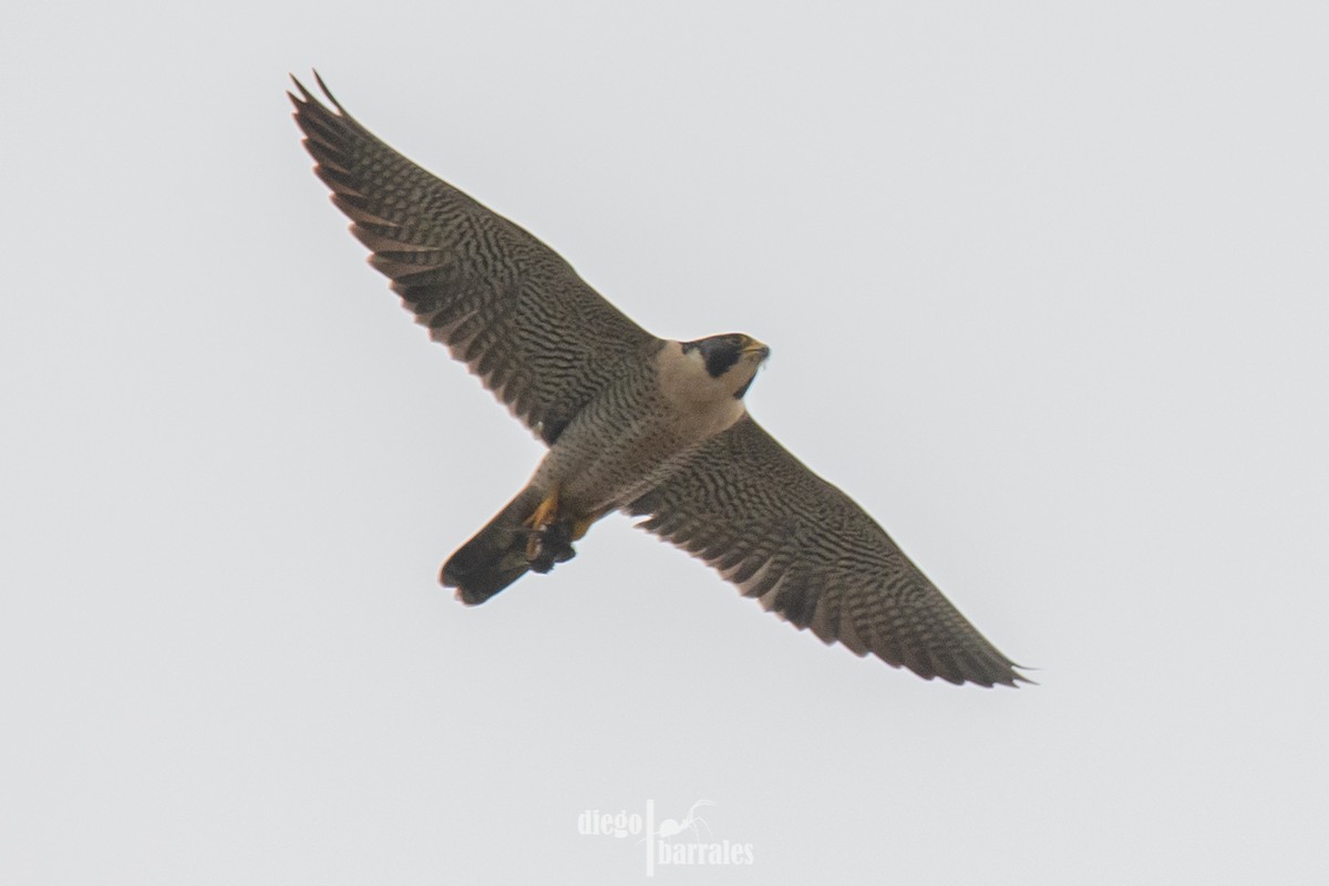 Peregrine Falcon (North American) - ML620308992