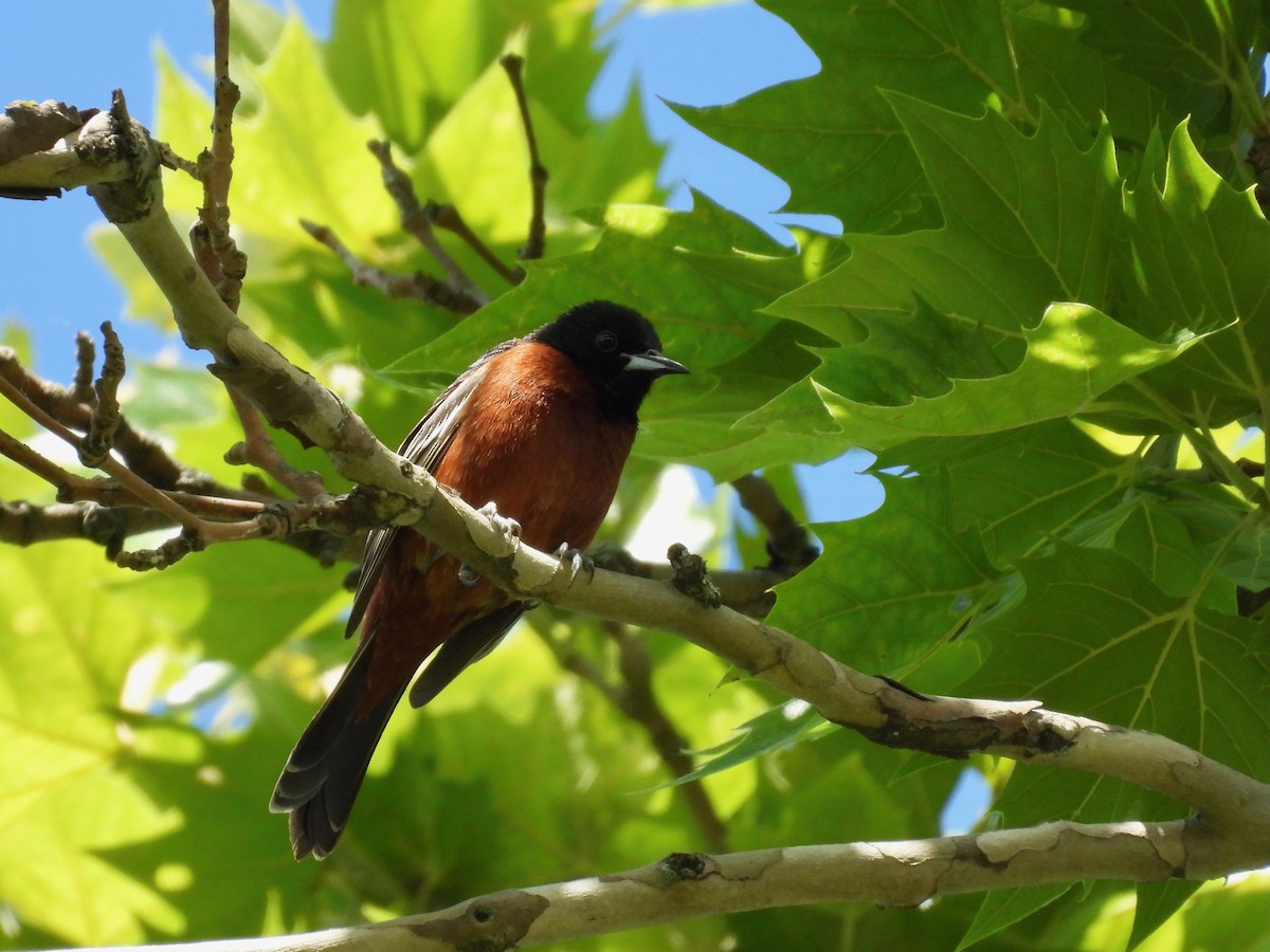 Orchard Oriole - ML620308994