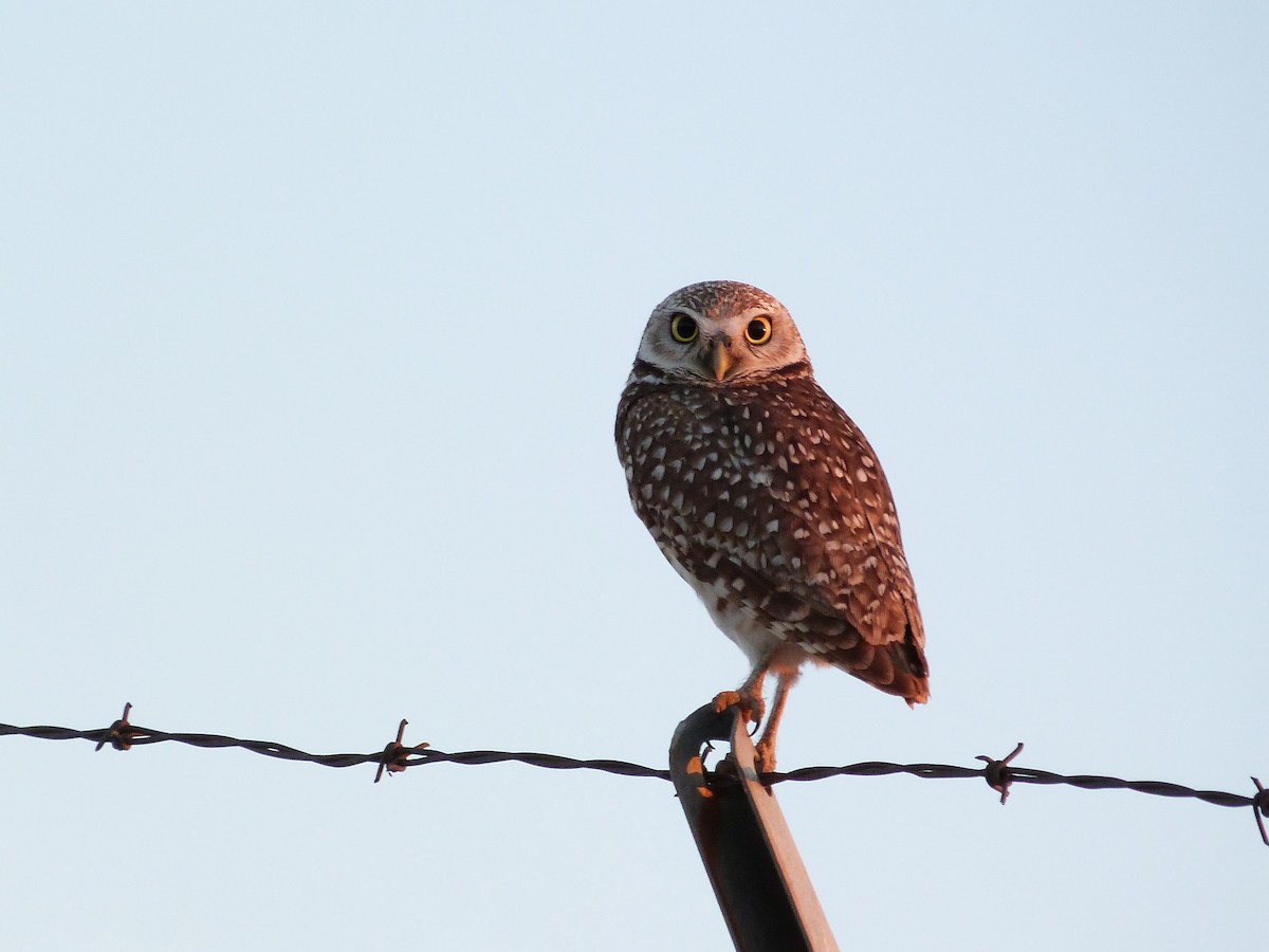 Burrowing Owl - ML620308995