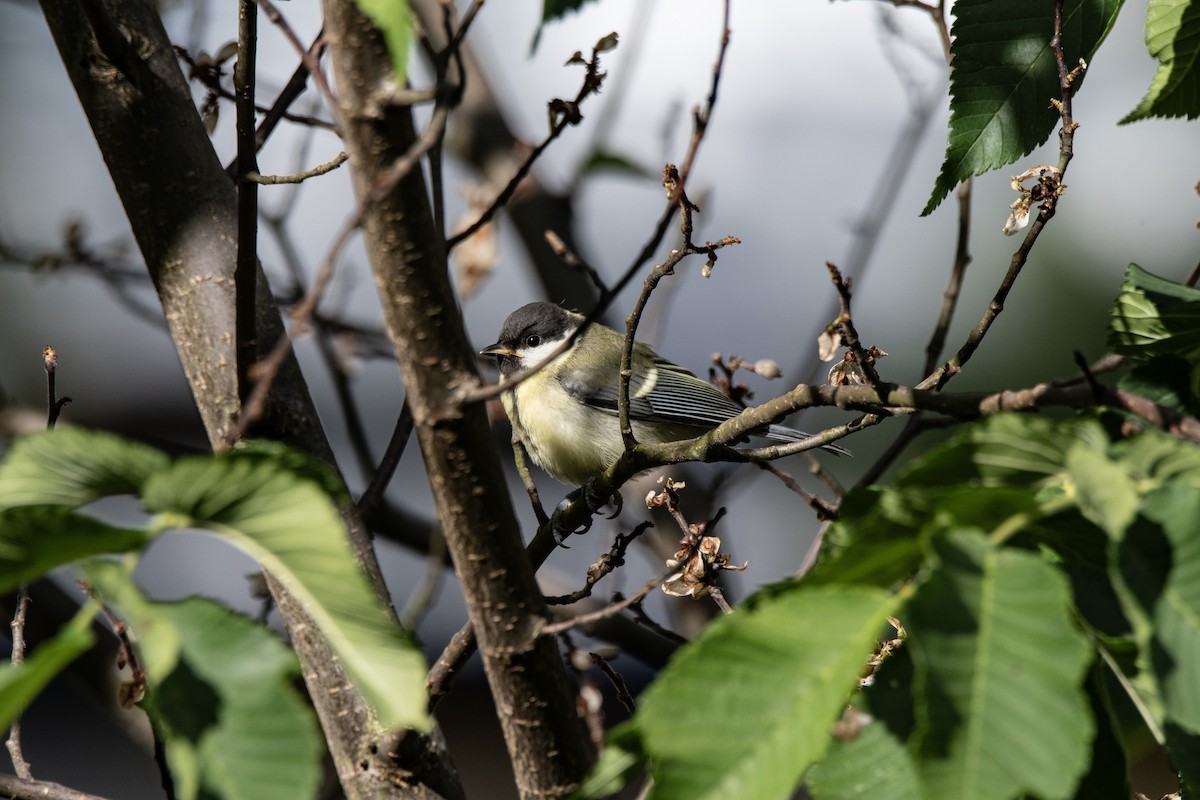 Great Tit - ML620309004