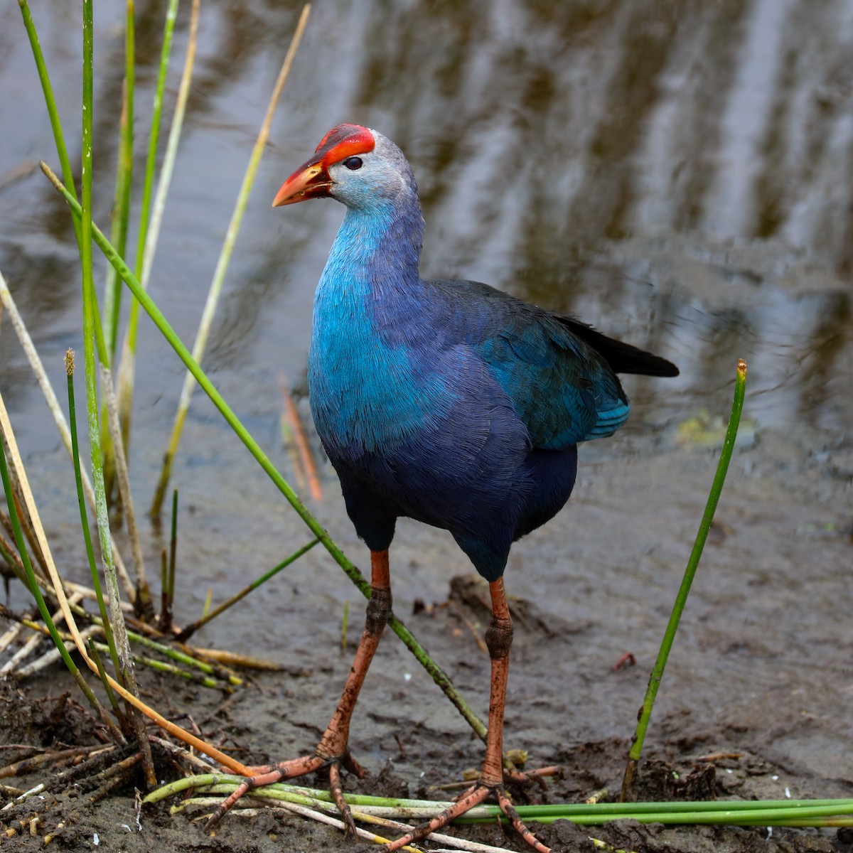 Gray-headed Swamphen - ML620309011