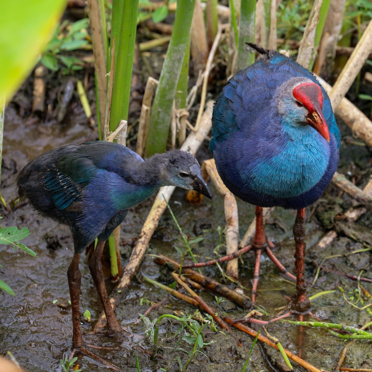 Gray-headed Swamphen - ML620309012