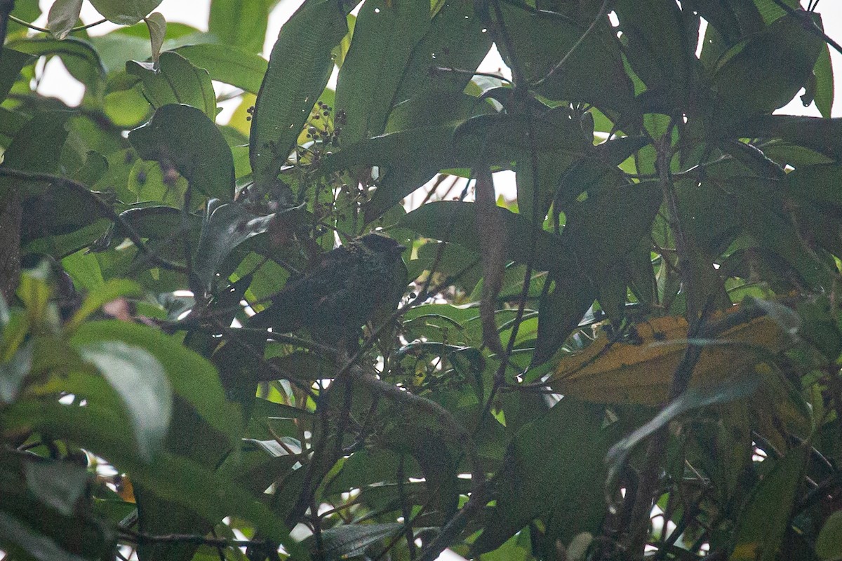 Beryl-spangled Tanager - Francisco Russo