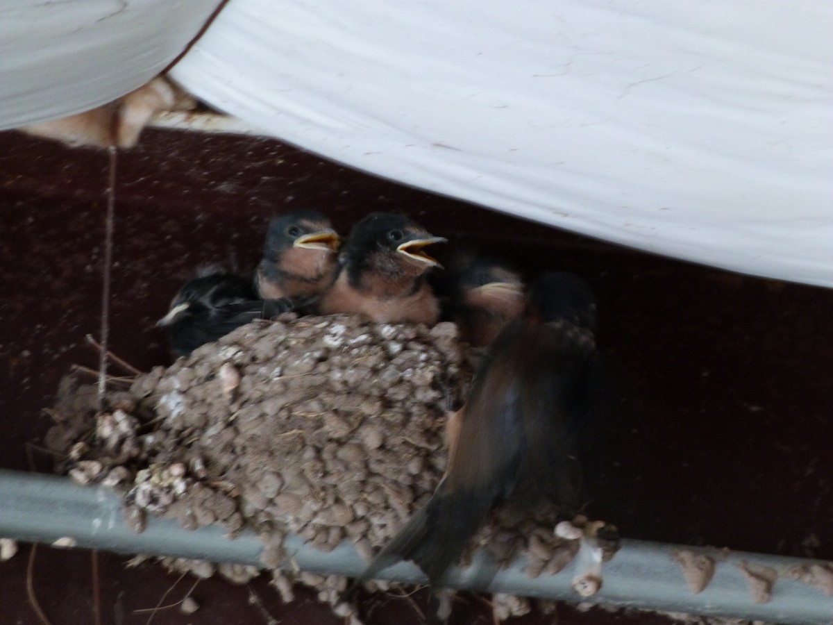 Barn Swallow - ML620309021