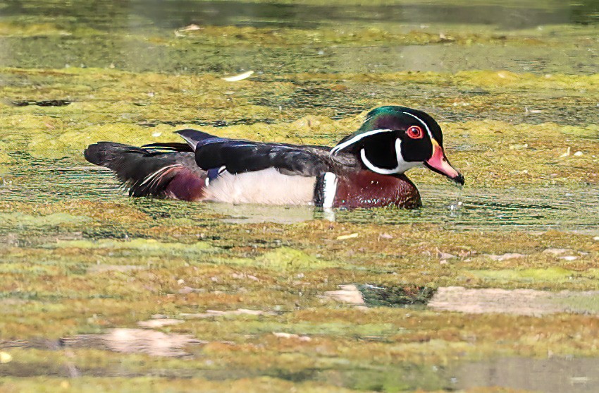 Wood Duck - ML620309024