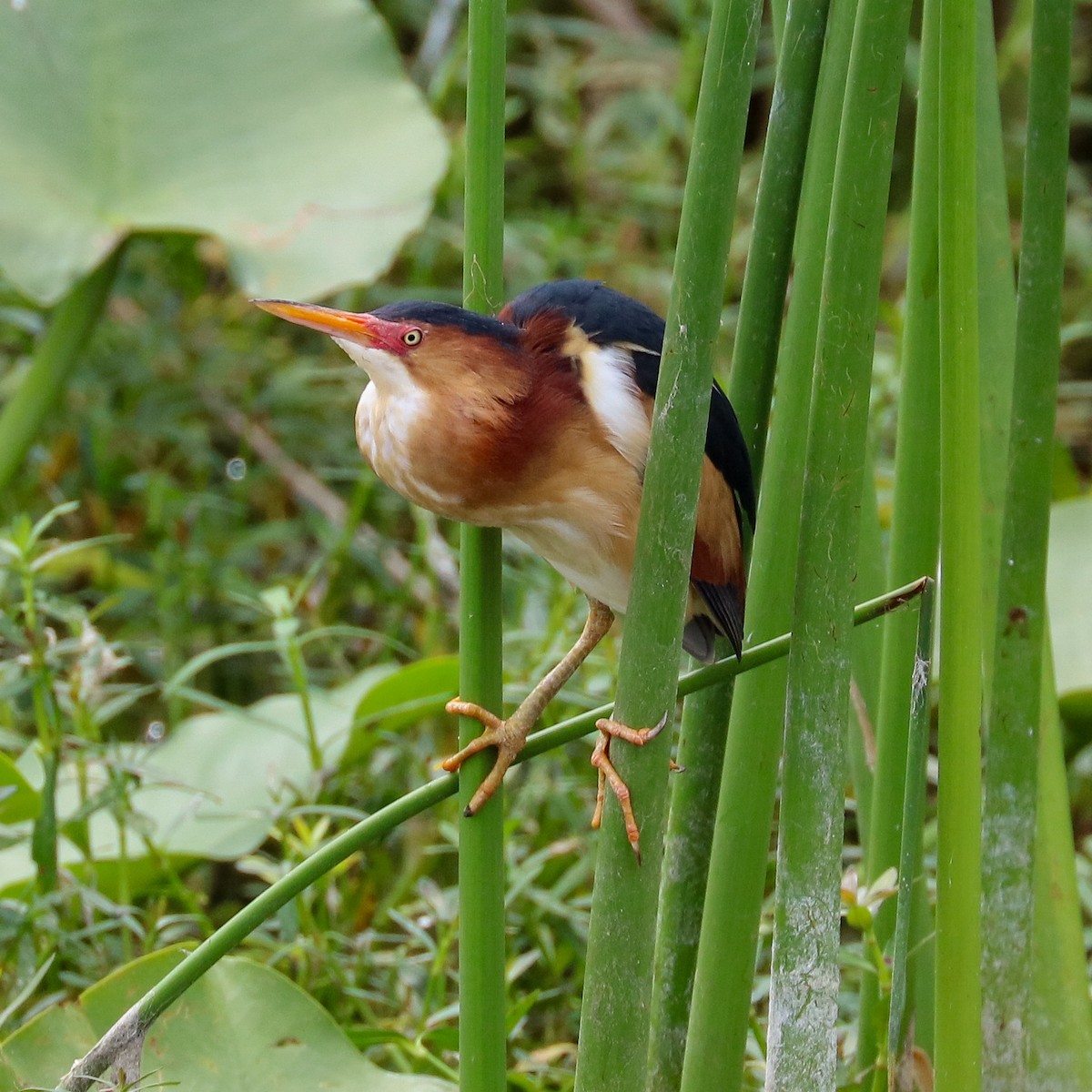 Least Bittern - ML620309026