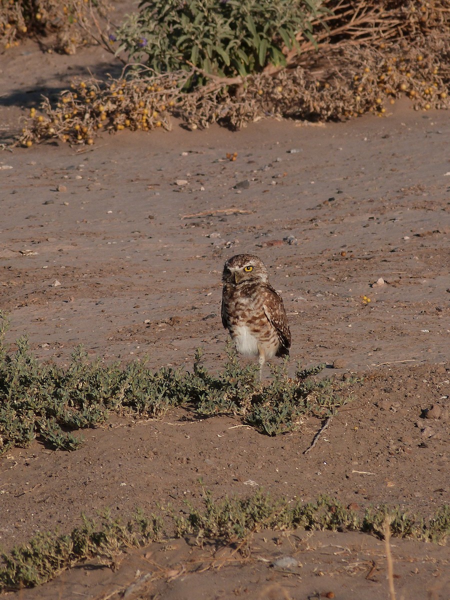 Burrowing Owl - ML620309028