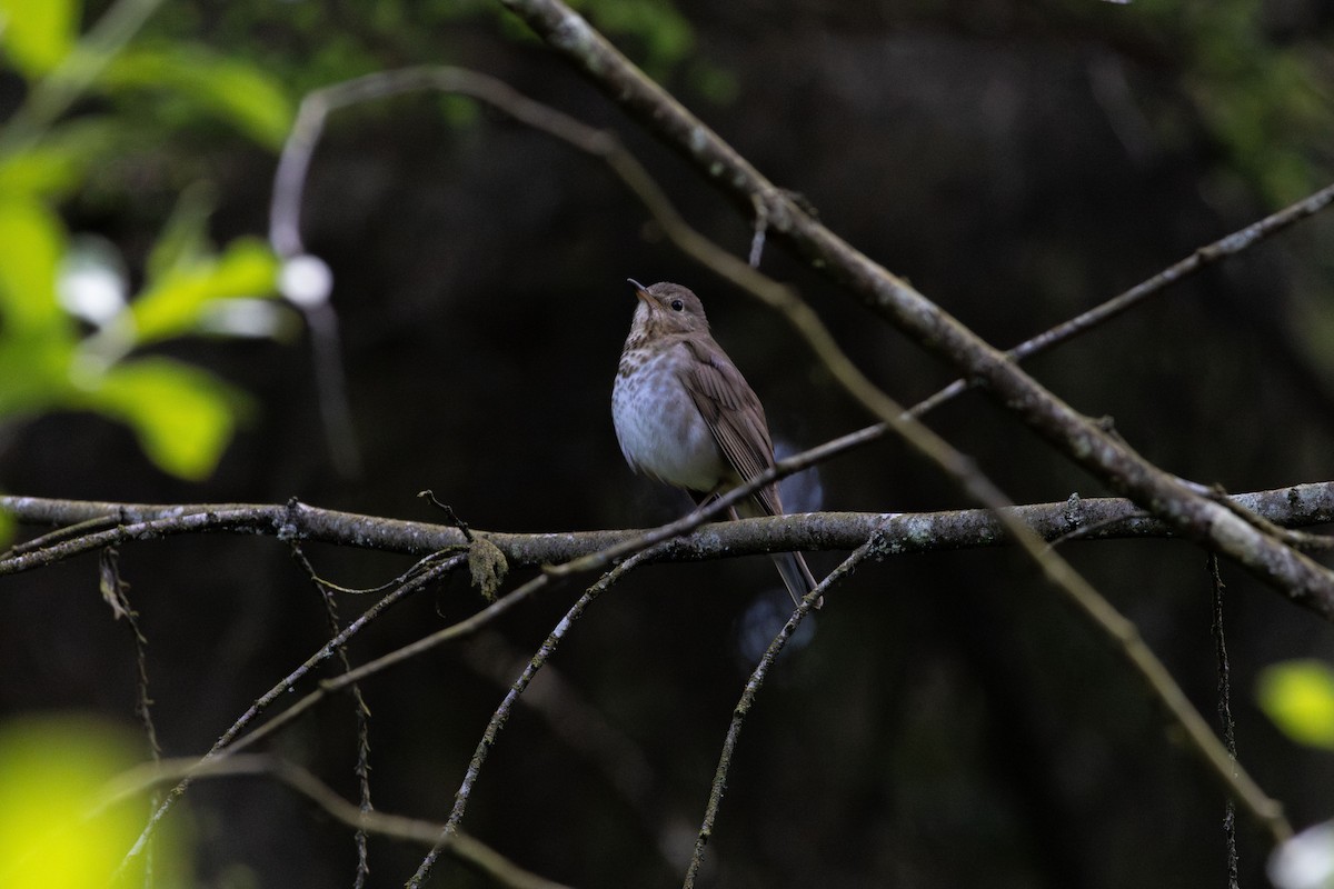 Swainson's Thrush - ML620309033