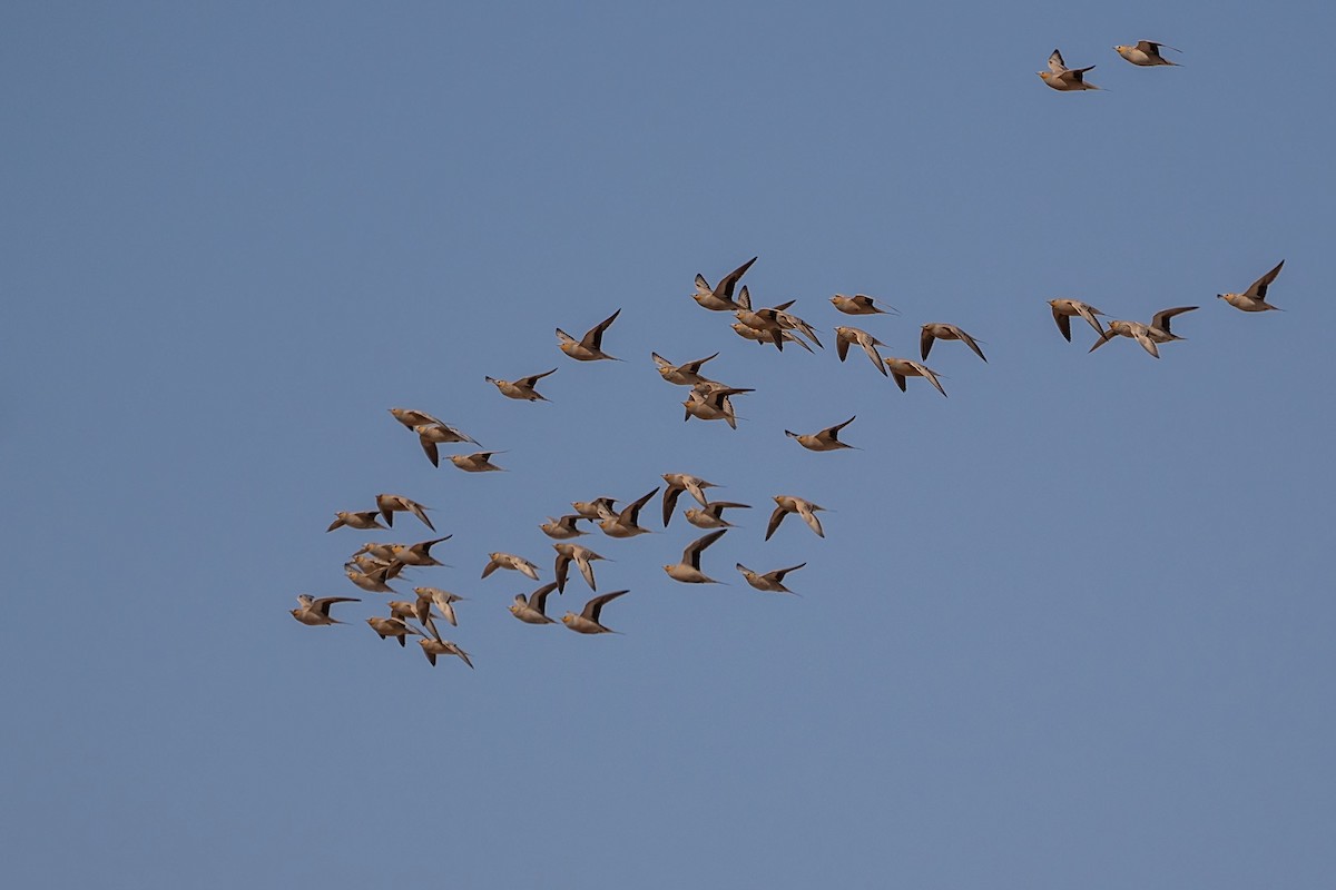 Spotted Sandgrouse - ML620309034