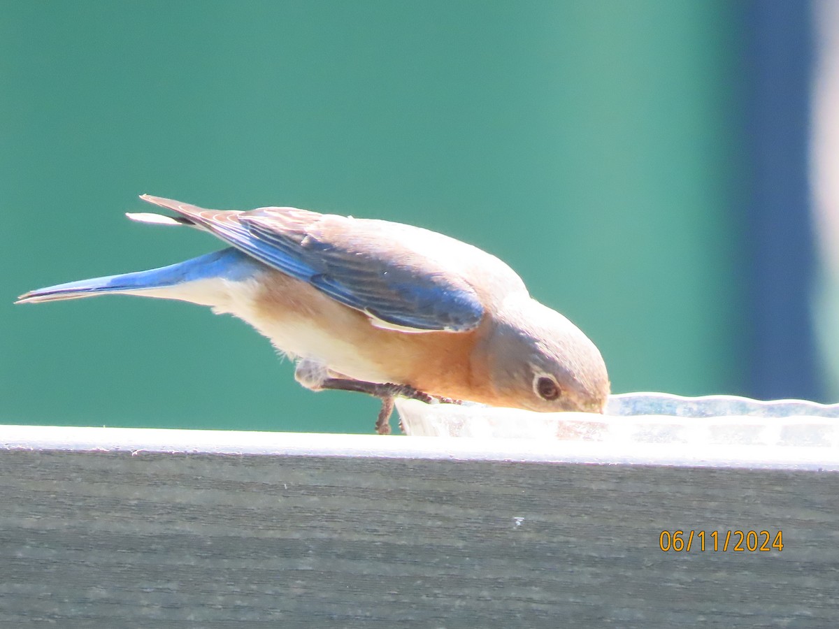 Eastern Bluebird - ML620309037