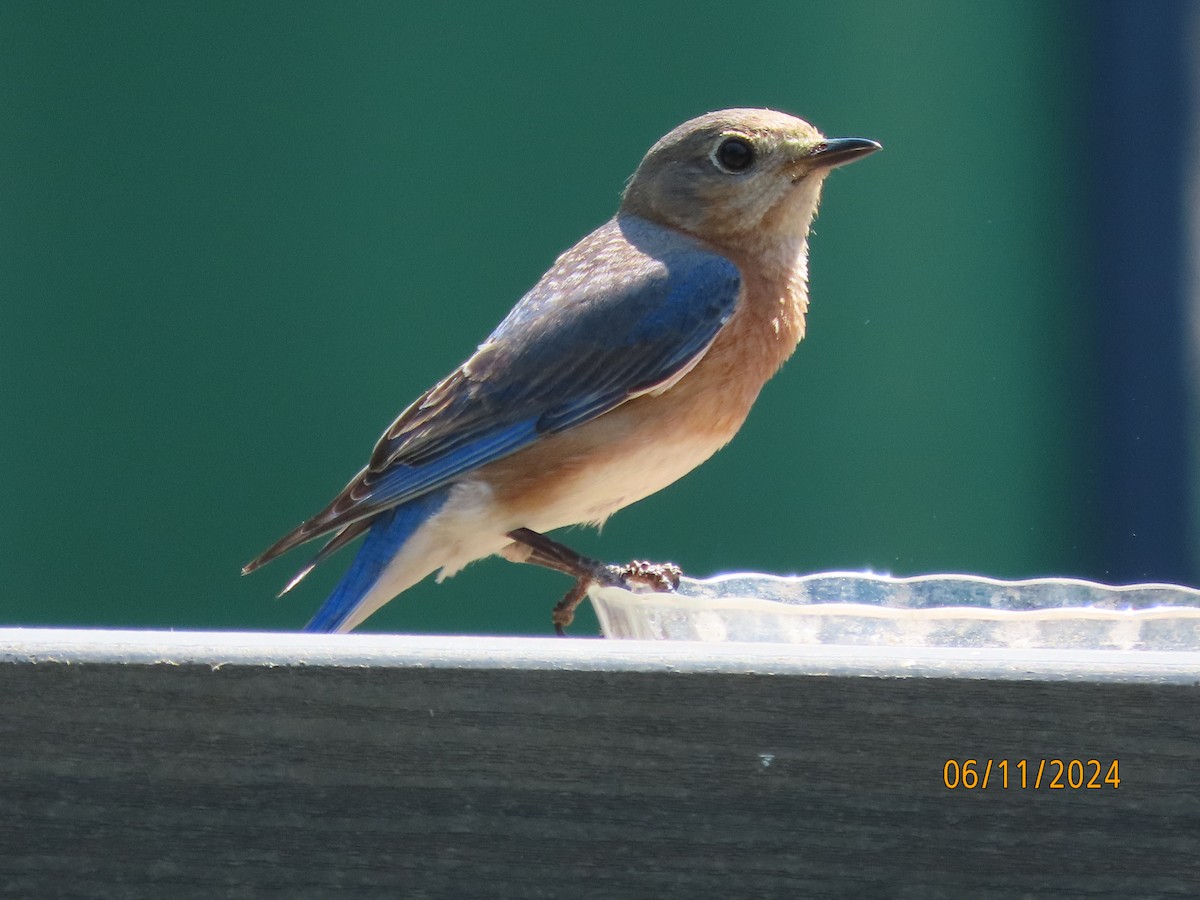 Eastern Bluebird - ML620309038