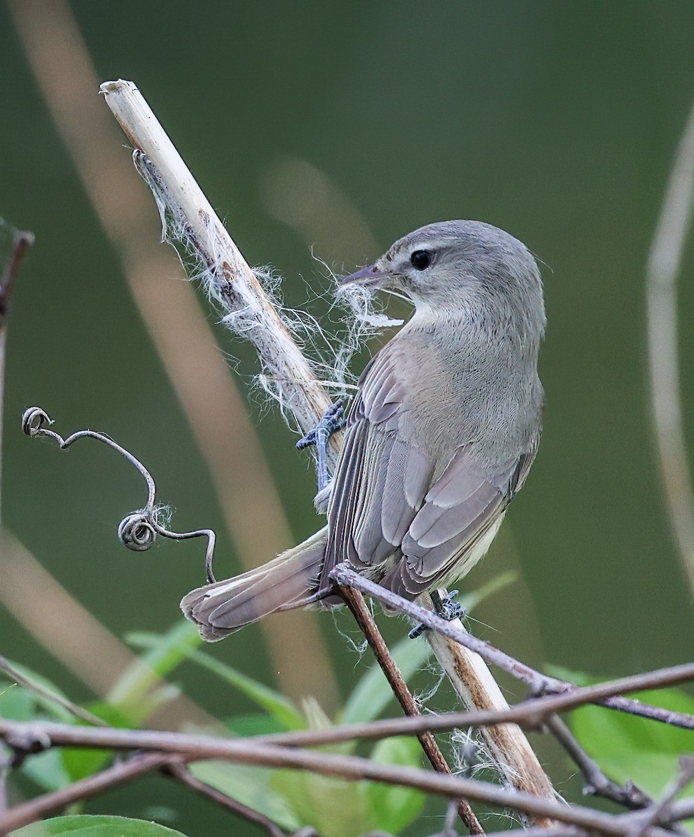 Warbling Vireo - ML620309040