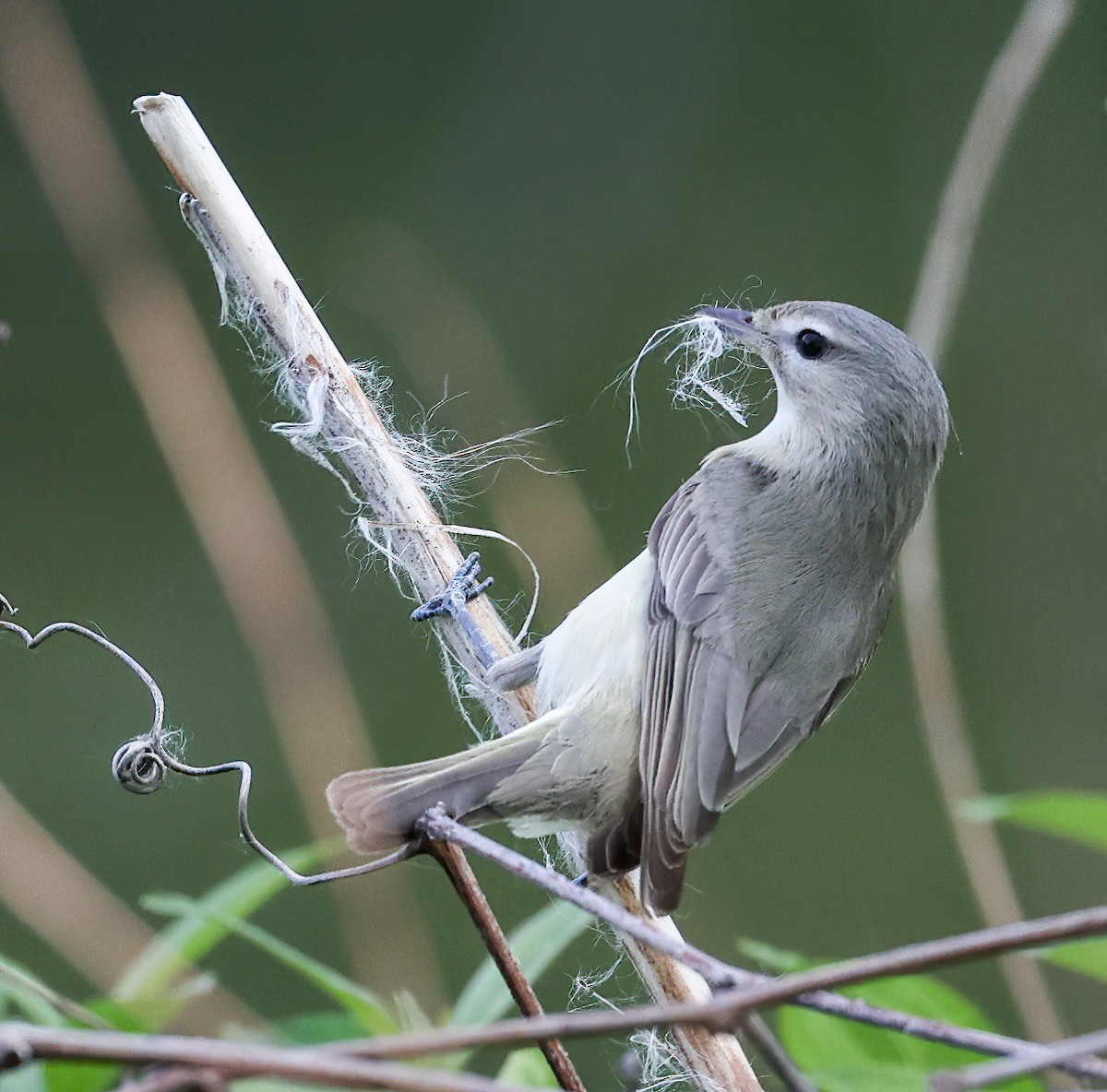 Warbling Vireo - ML620309041