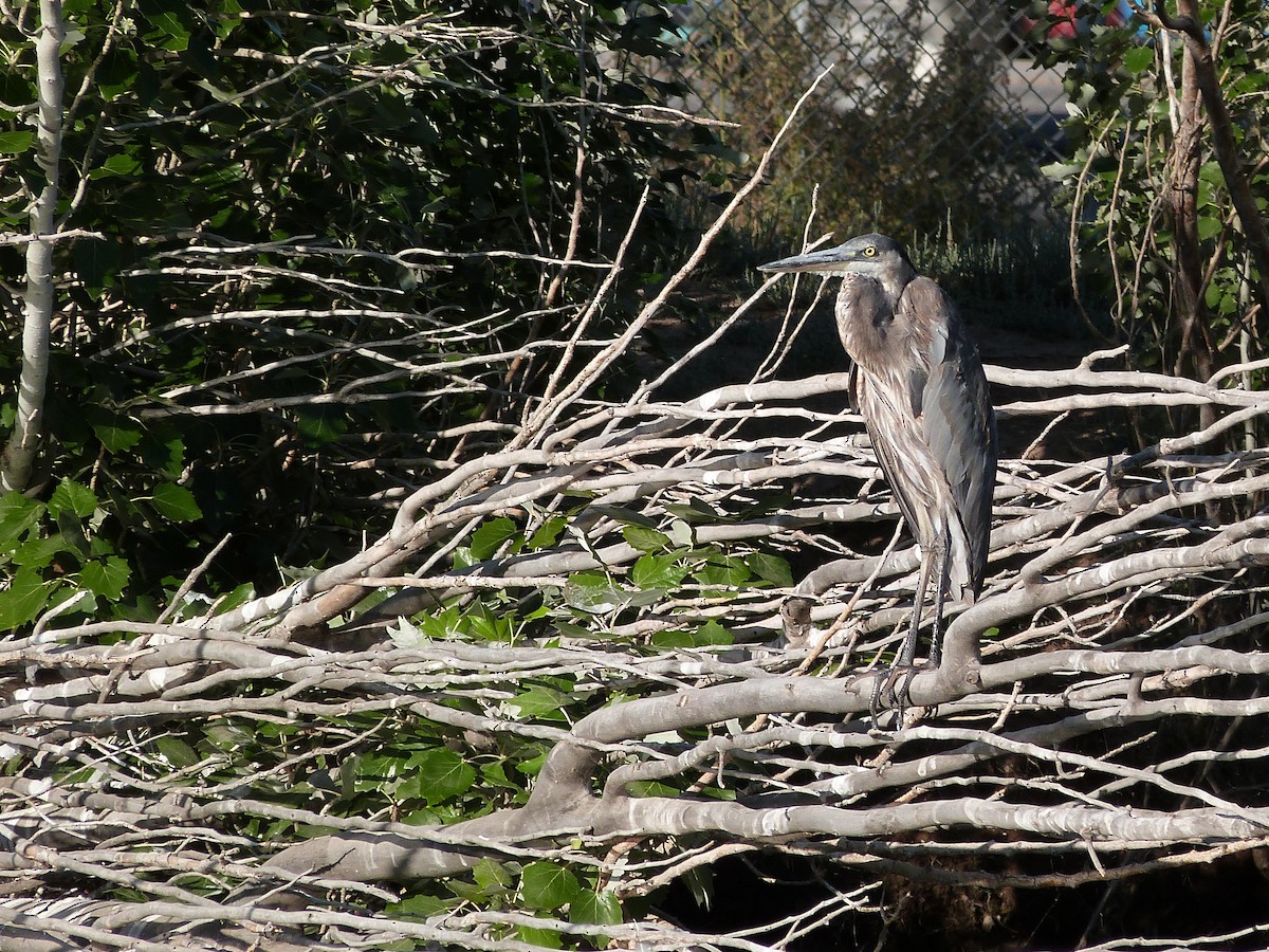 Great Blue Heron - ML620309042