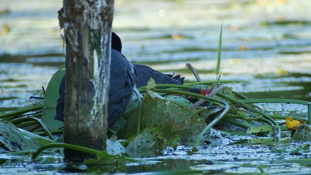 Eurasian Coot - ML620309045