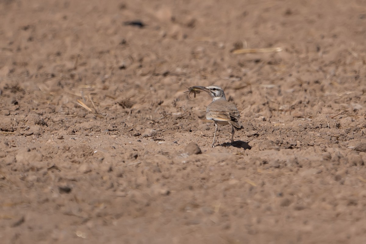 Greater Hoopoe-Lark - ML620309049