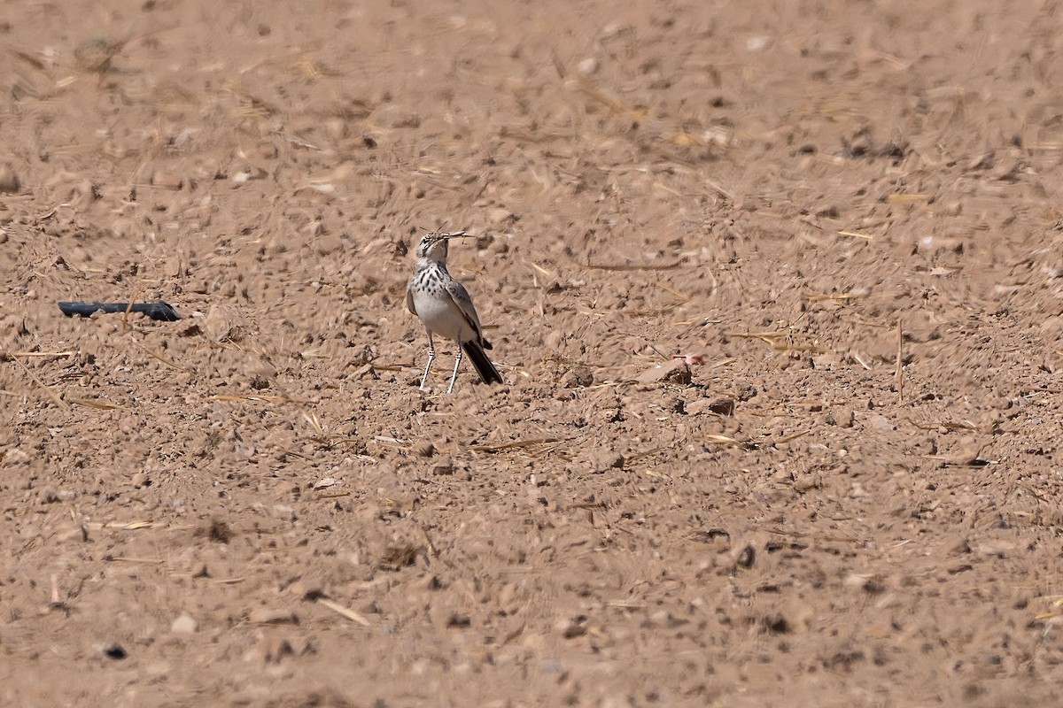 Greater Hoopoe-Lark - ML620309053