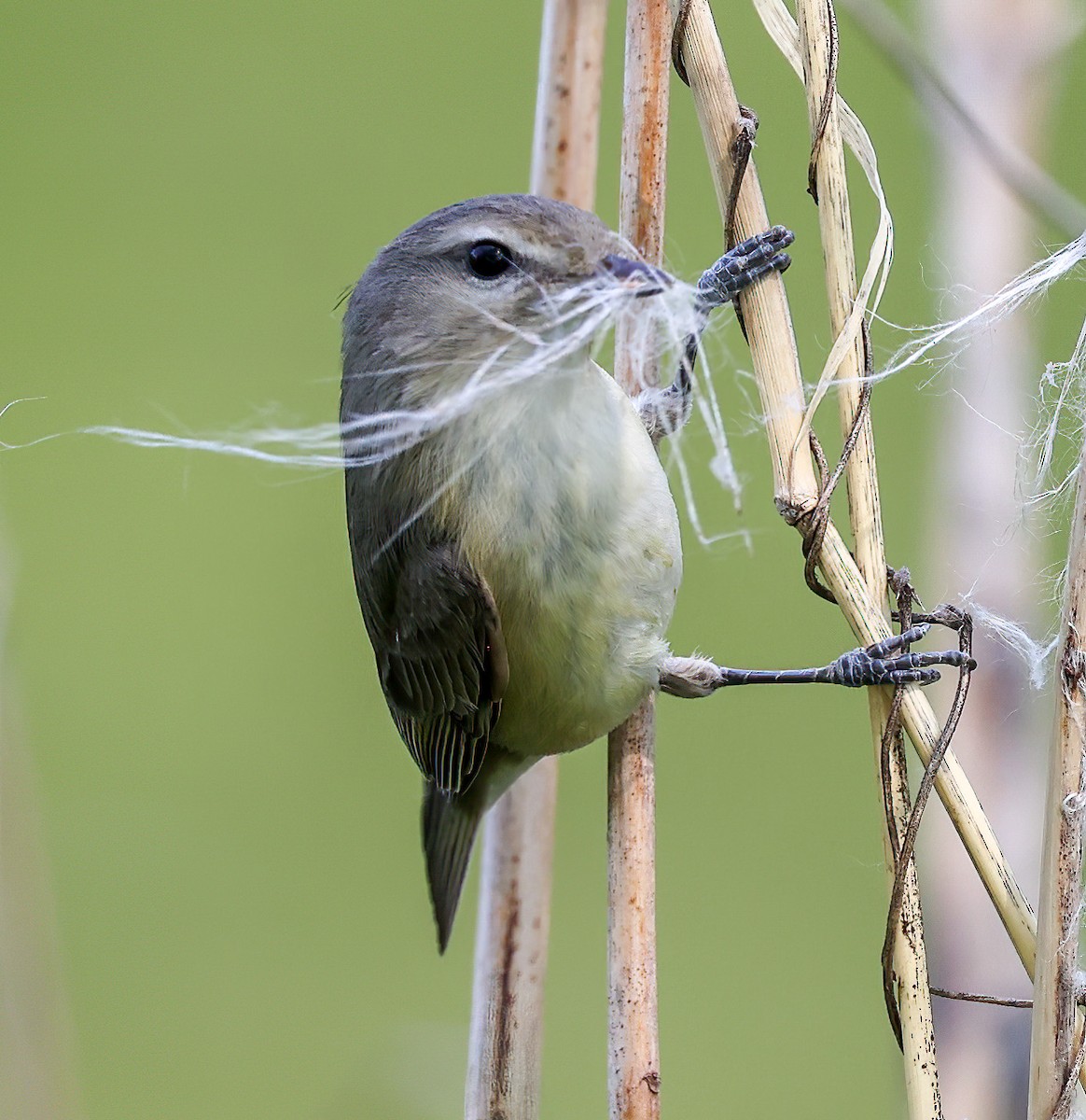 Sängervireo - ML620309060