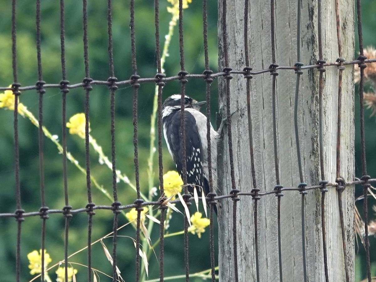 Downy Woodpecker - ML620309065