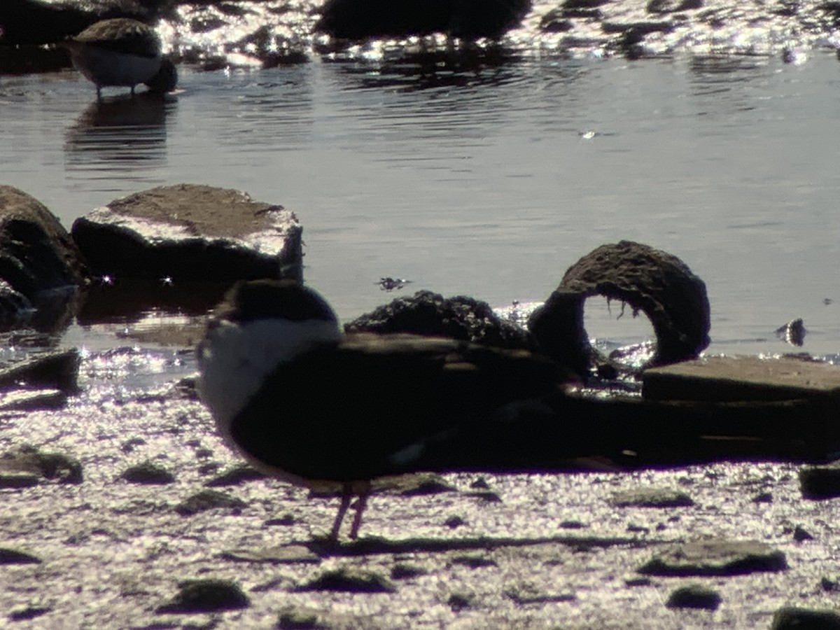 Black Skimmer - ML620309080