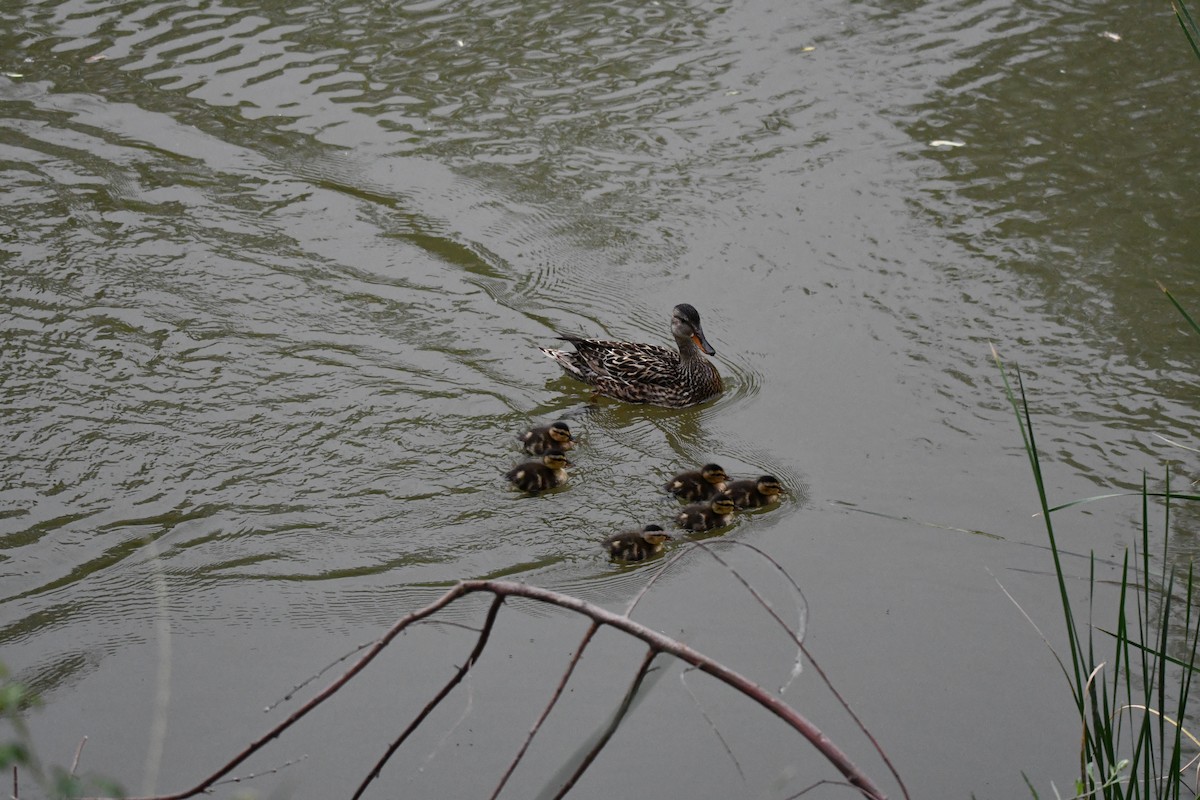 Gadwall - ML620309084