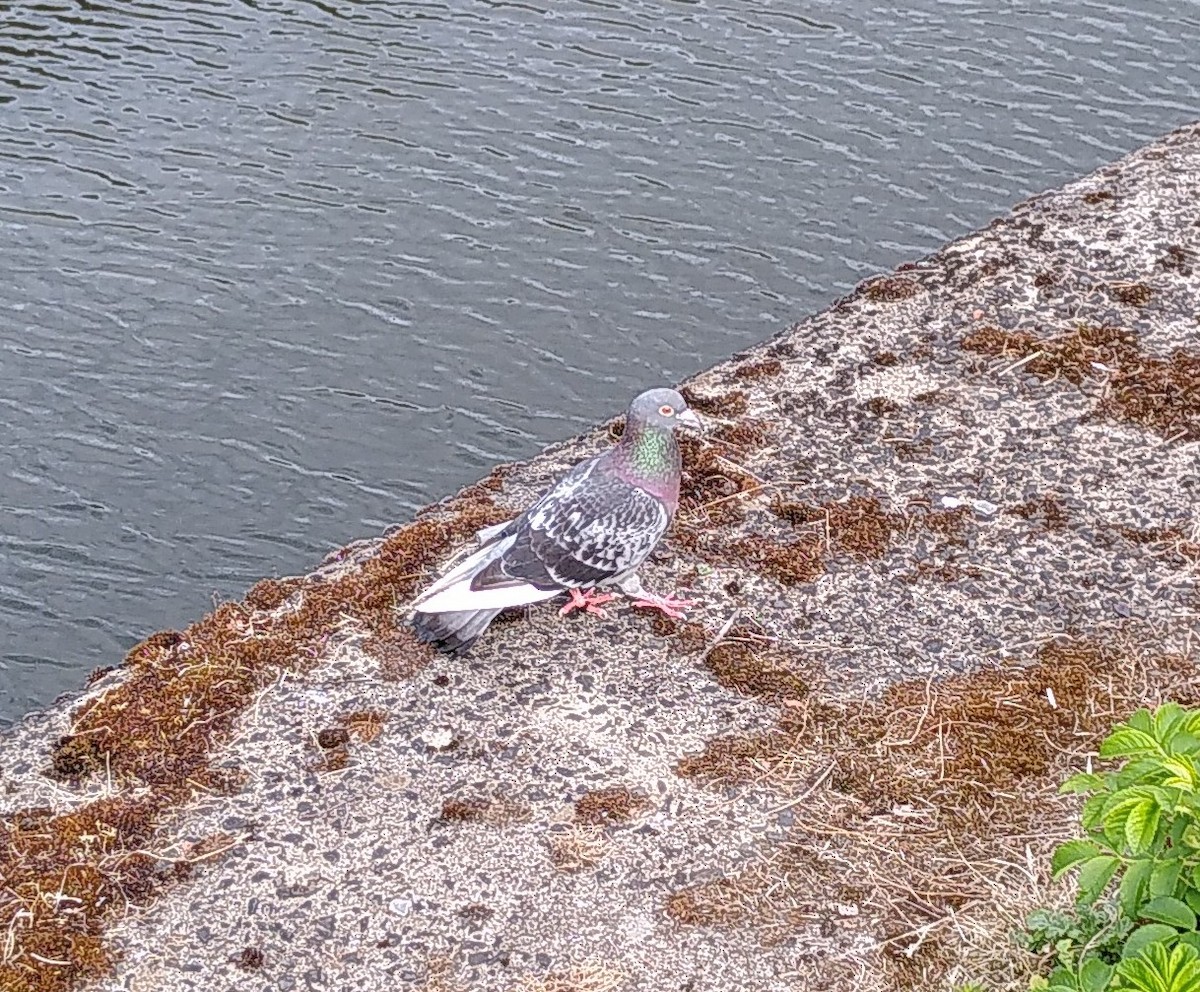 Rock Pigeon (Feral Pigeon) - ML620309092