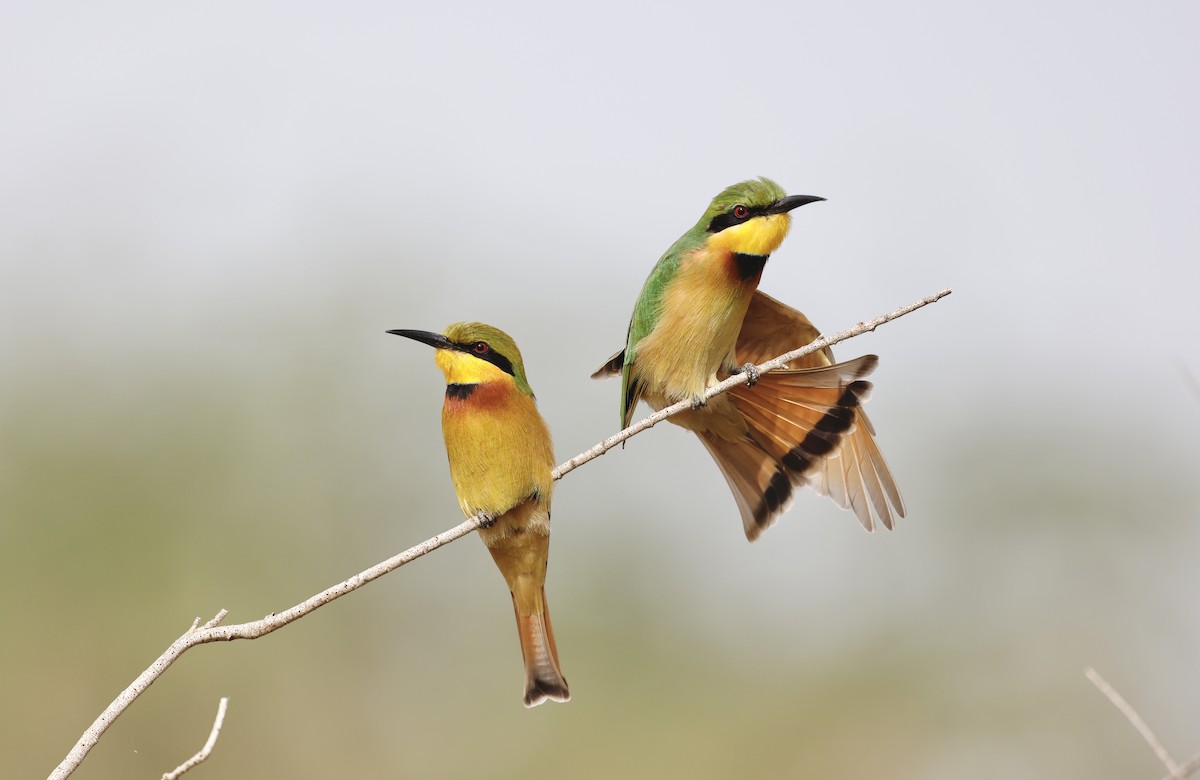Little Bee-eater - ML620309094