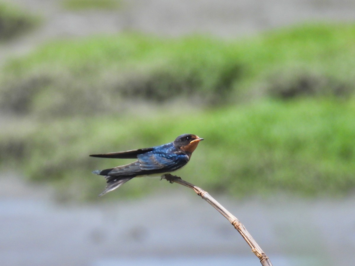 Pacific Swallow - ML620309106