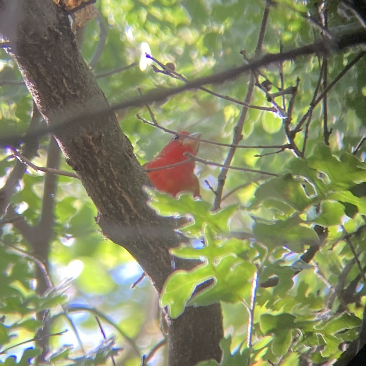 Summer Tanager - ML620309107