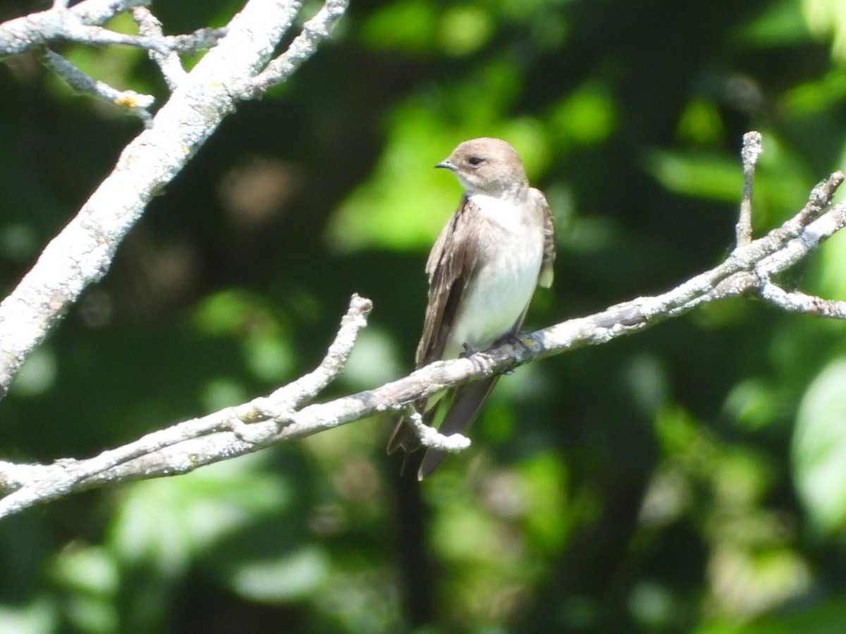 Northern Rough-winged Swallow - ML620309109